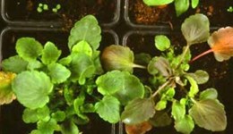 Black root rot in pansy and viola